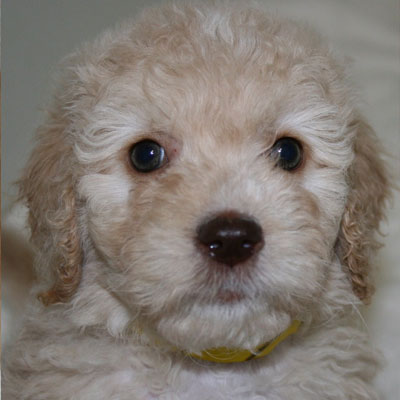 English Caramel Goldendoodles