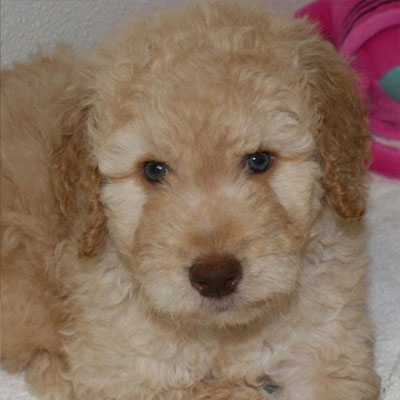 English Caramel Goldendoodles