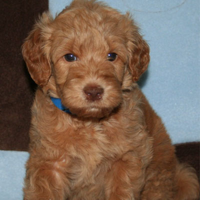 English Caramel Goldendoodles