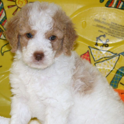 apricot and white goldendoodle