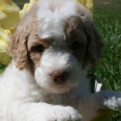 English Caramel and White Parti Goldendoodles