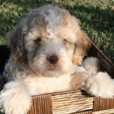 English Caramel and White Parti Goldendoodles