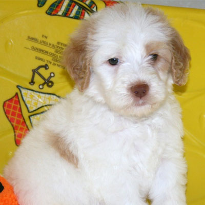 English Caramel and White Parti Goldendoodles