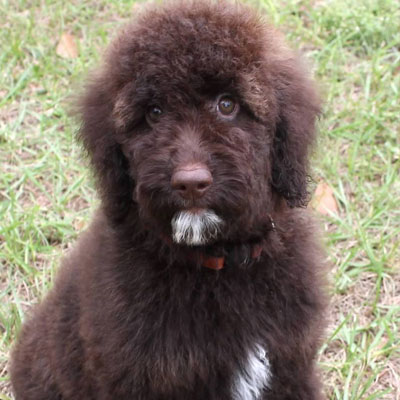 English Chocolate Goldendoodles