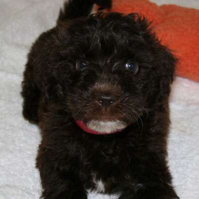 English Chocolate Goldendoodles