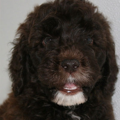 English Chocolate Goldendoodles