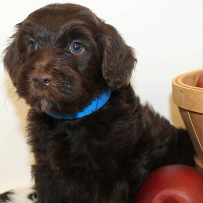 English Chocolate Goldendoodles