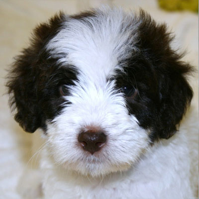 mini goldendoodle black and white