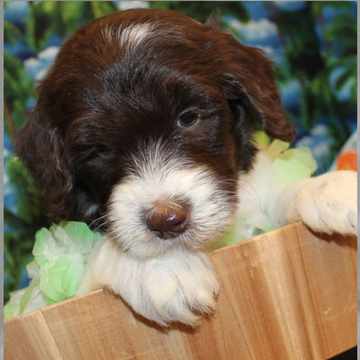 English Chocolate and White Parti Goldendoodles