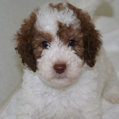 English Chocolate and White Parti Goldendoodles