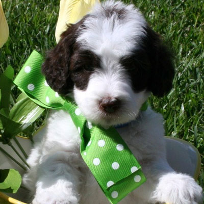 English Chocolate and White Parti Goldendoodles