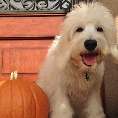 English F1 Goldendoodles