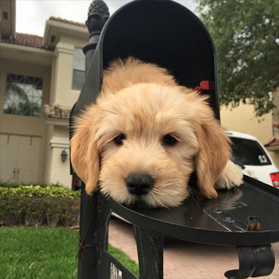 English F1 Goldendoodles