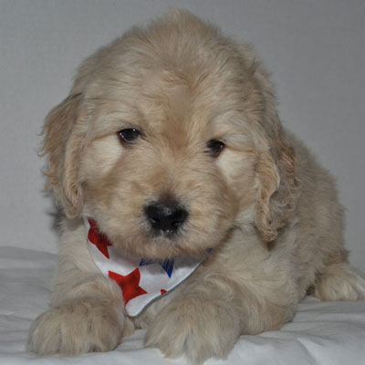 English F1 Goldendoodles