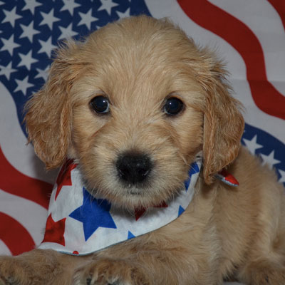 English F1 Goldendoodles