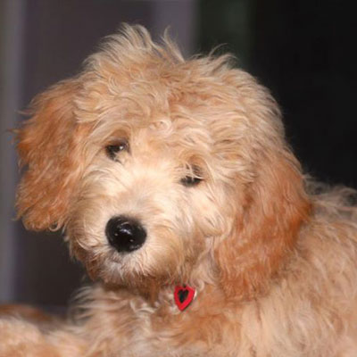 English F1 Goldendoodles