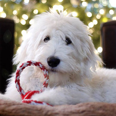 English F1 Goldendoodles