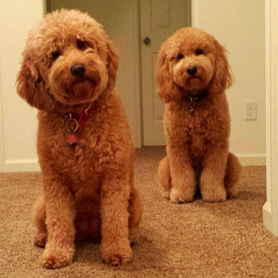 English F1B Goldendoodles