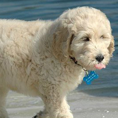 English F1B Goldendoodles