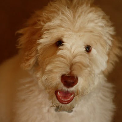 English F1B Goldendoodles