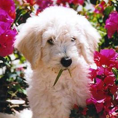 English F1B Goldendoodles