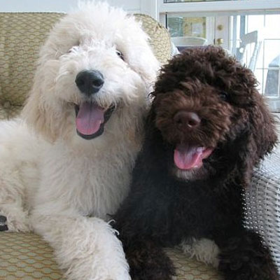 English F1B Goldendoodles