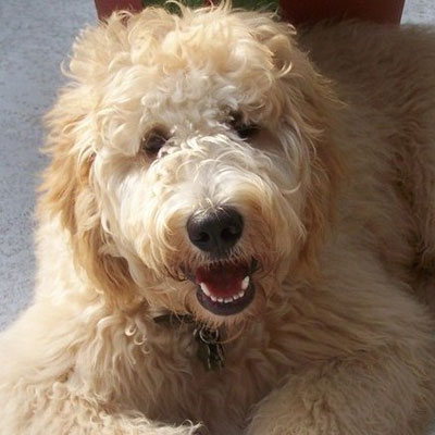 English F2 Goldendoodles