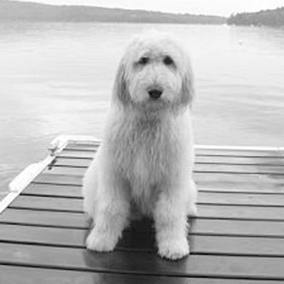 English F2 Goldendoodles