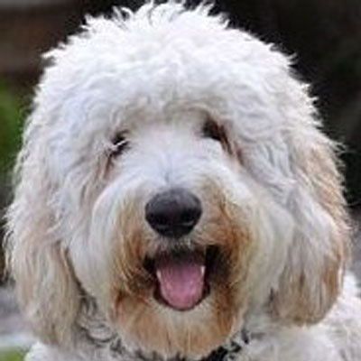 English F2 Goldendoodles