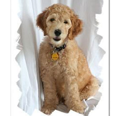 English F2 Goldendoodles