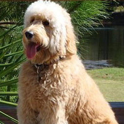 English f3 Goldendoodles