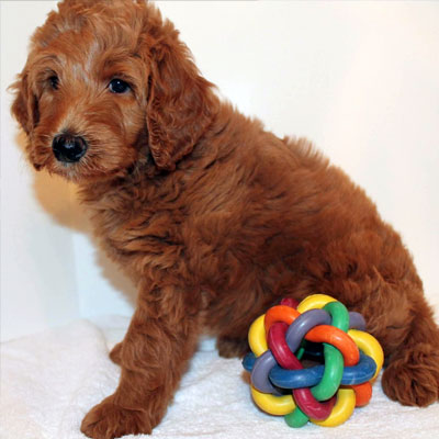 English Red Goldendoodles