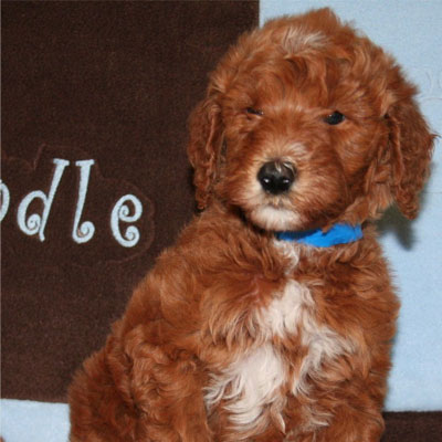 English Red Goldendoodles
