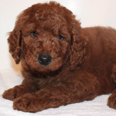 English Red Goldendoodles