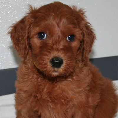 English Red Goldendoodles