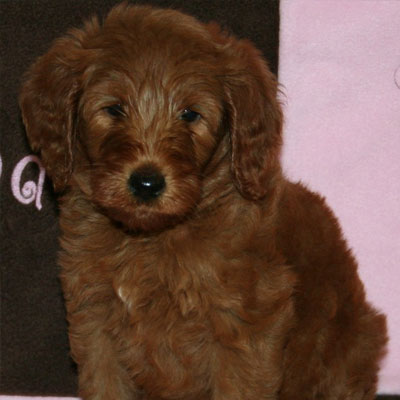 English Red Goldendoodles