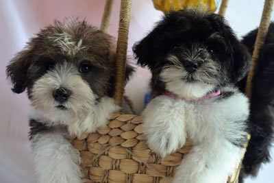 Schnoodles