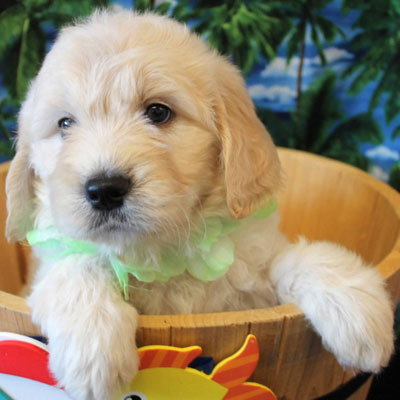 English White and Cream Goldendoodles