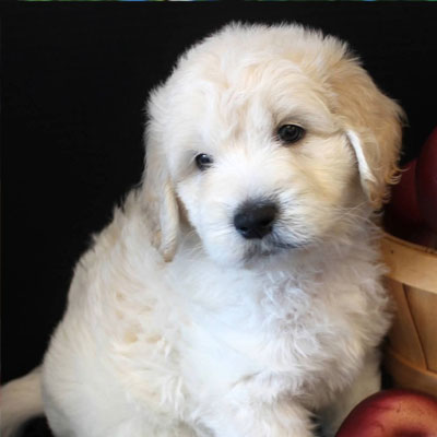 English White and Cream Goldendoodles