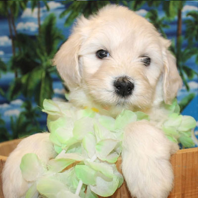 English White and Cream Goldendoodles