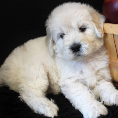 English White and Cream Goldendoodles