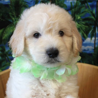 English White and Cream Goldendoodles