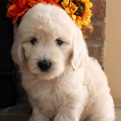 English White and Cream Goldendoodles