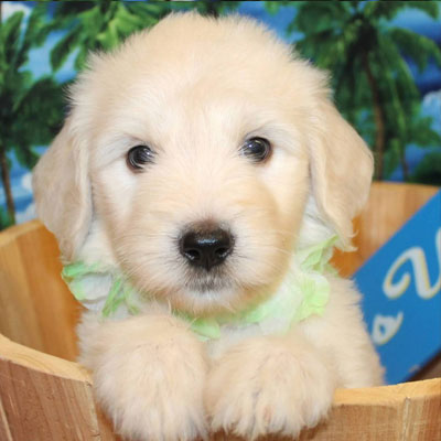 English White and Cream Goldendoodles