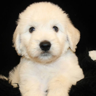 English White and Cream Goldendoodles