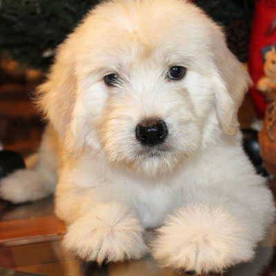 English White and Cream Goldendoodles