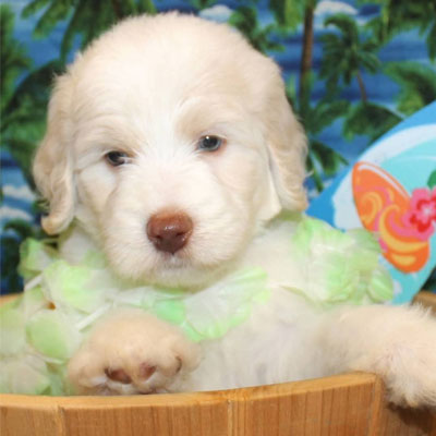 English White and Cream Goldendoodles