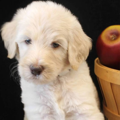 English White and Cream Goldendoodles