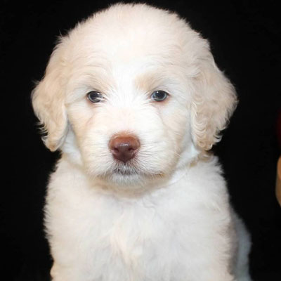 English White and Cream Goldendoodles