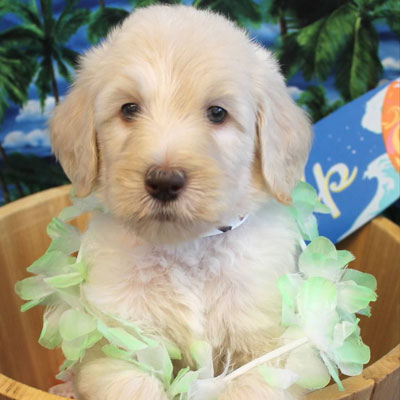 English White and Cream Goldendoodles